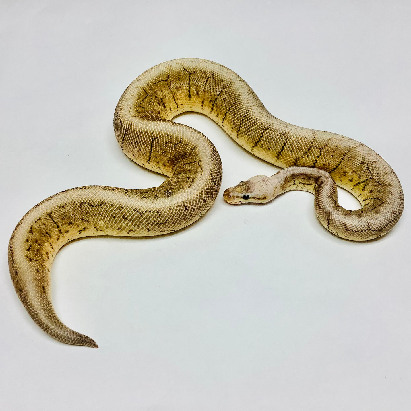 Black Pewter Pinstripe Woma Ball Python Male 2020M01