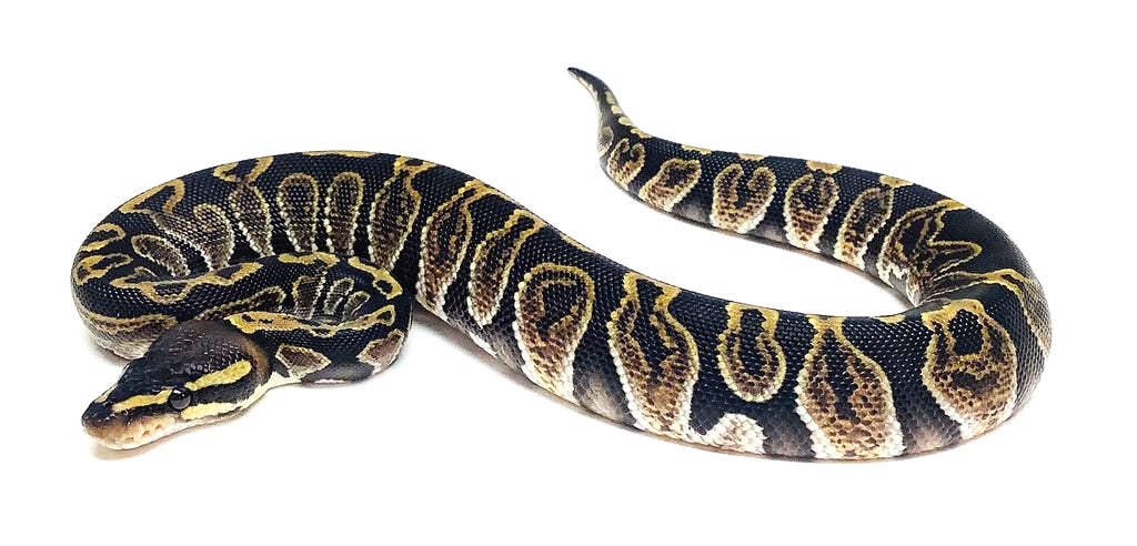Ball Python Pet What To Do When You Bring A New Snake Home!