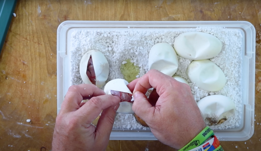 Pulling, Incubating, Cutting, & Hatching A Clutch Of Ball Python Eggs With Brian Barczyk