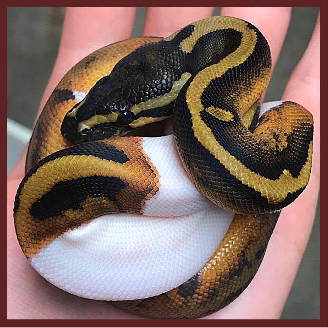 Ball Pythons for Sale at BHB Reptiles - High Quality & Wide Variety in ...
