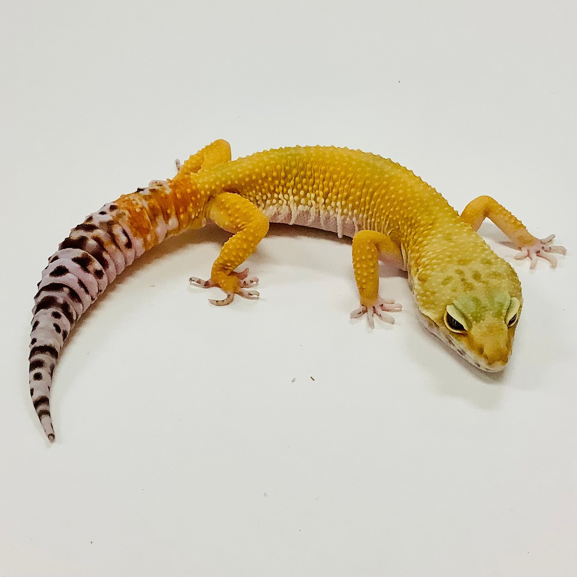 2021 ALL MALES LEOPARD GECKOS FOR SALE I MALE LEOPARD GECKOS – tagged