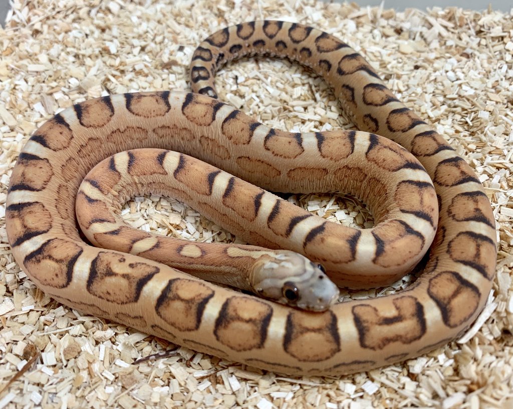 Scaleless Corn Snake