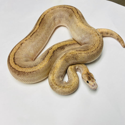 Adult Champagne ( Pos Lori ) Het Ghost Ball Python- Male