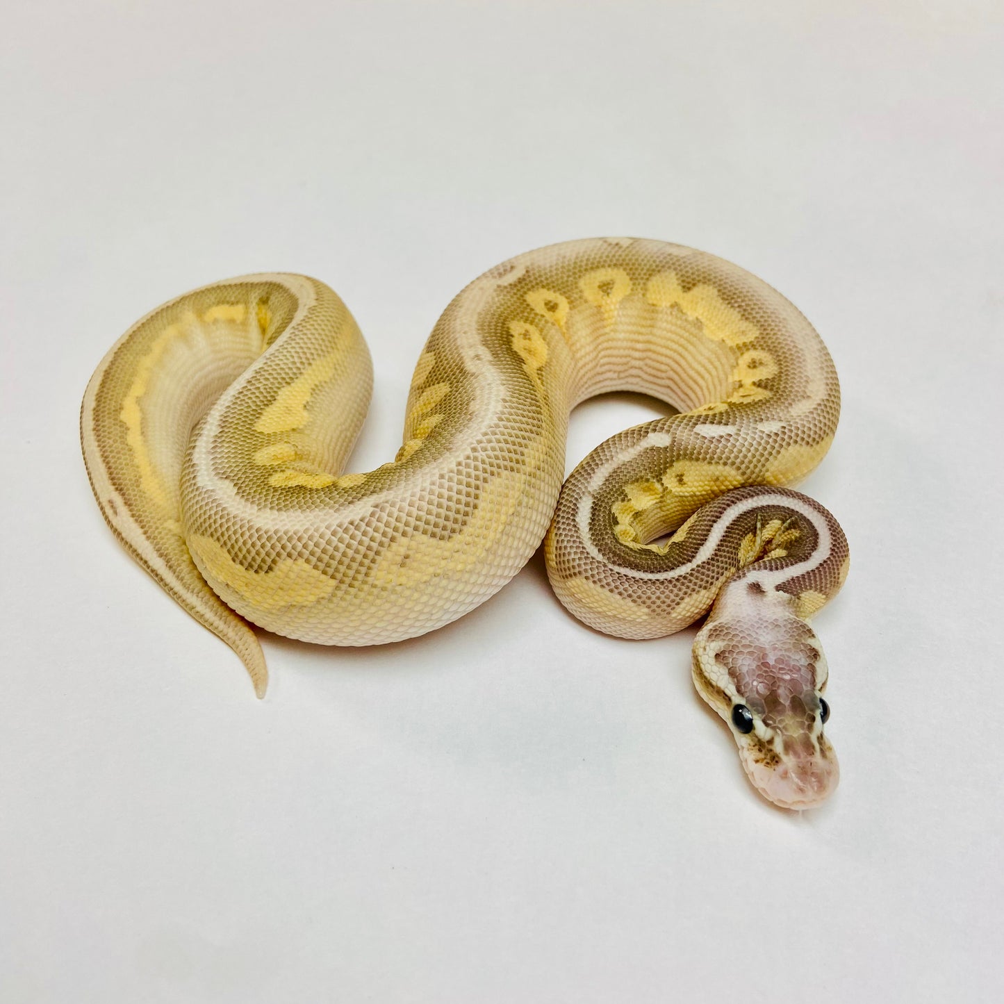 Pewter Lesser Bongo Ball Python- Male #2023M02