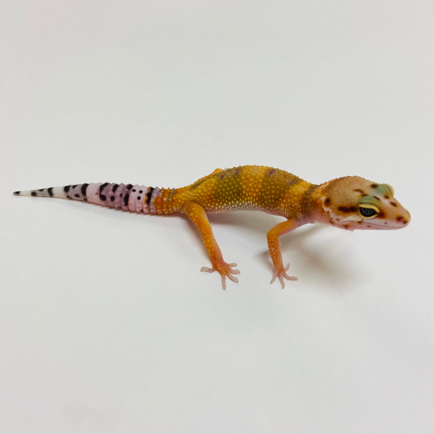Citrine Het Tremper Leopard Gecko- Pos Female #D-C9-61723-1