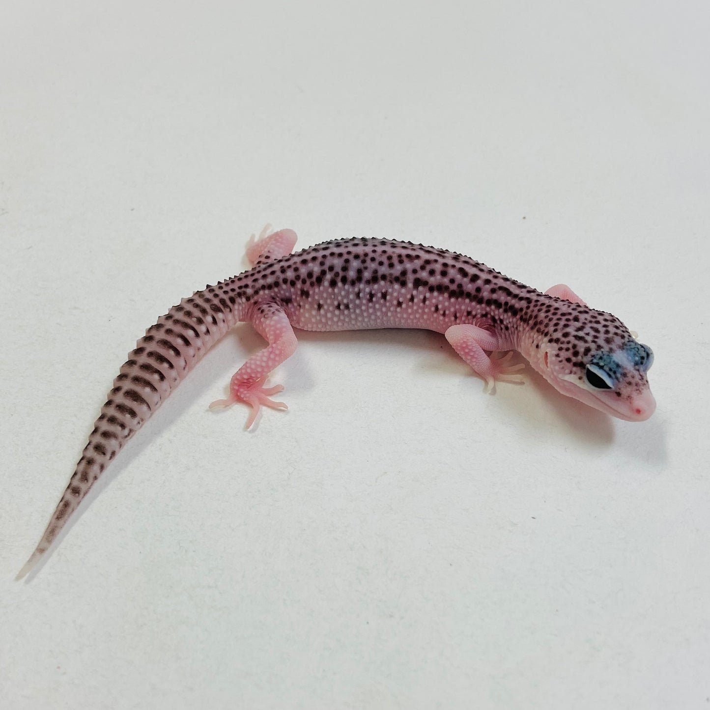 Pied Galaxy Pos Het Tremper Leopard Gecko- Pos Female #C-C7-60323-1