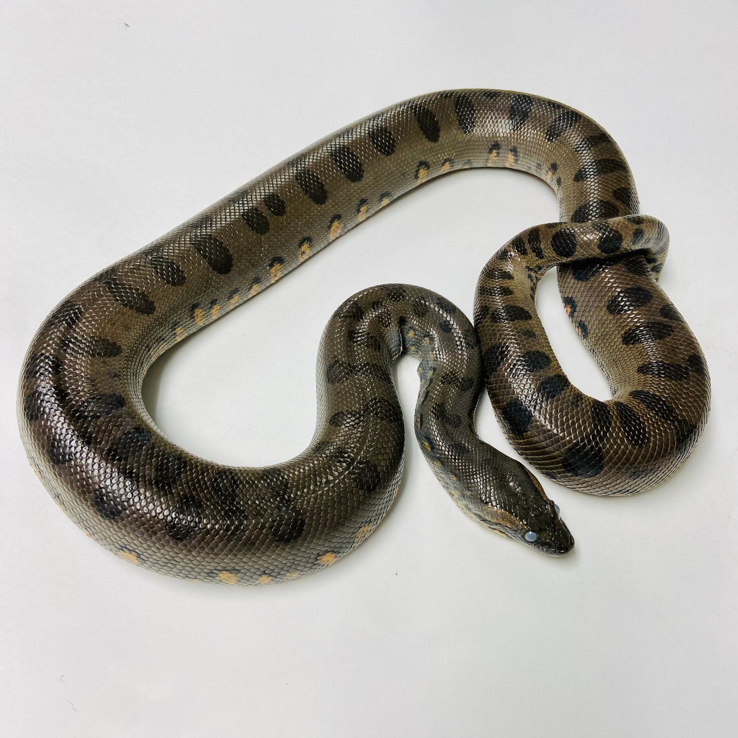 Green Anaconda 2022 Female F05