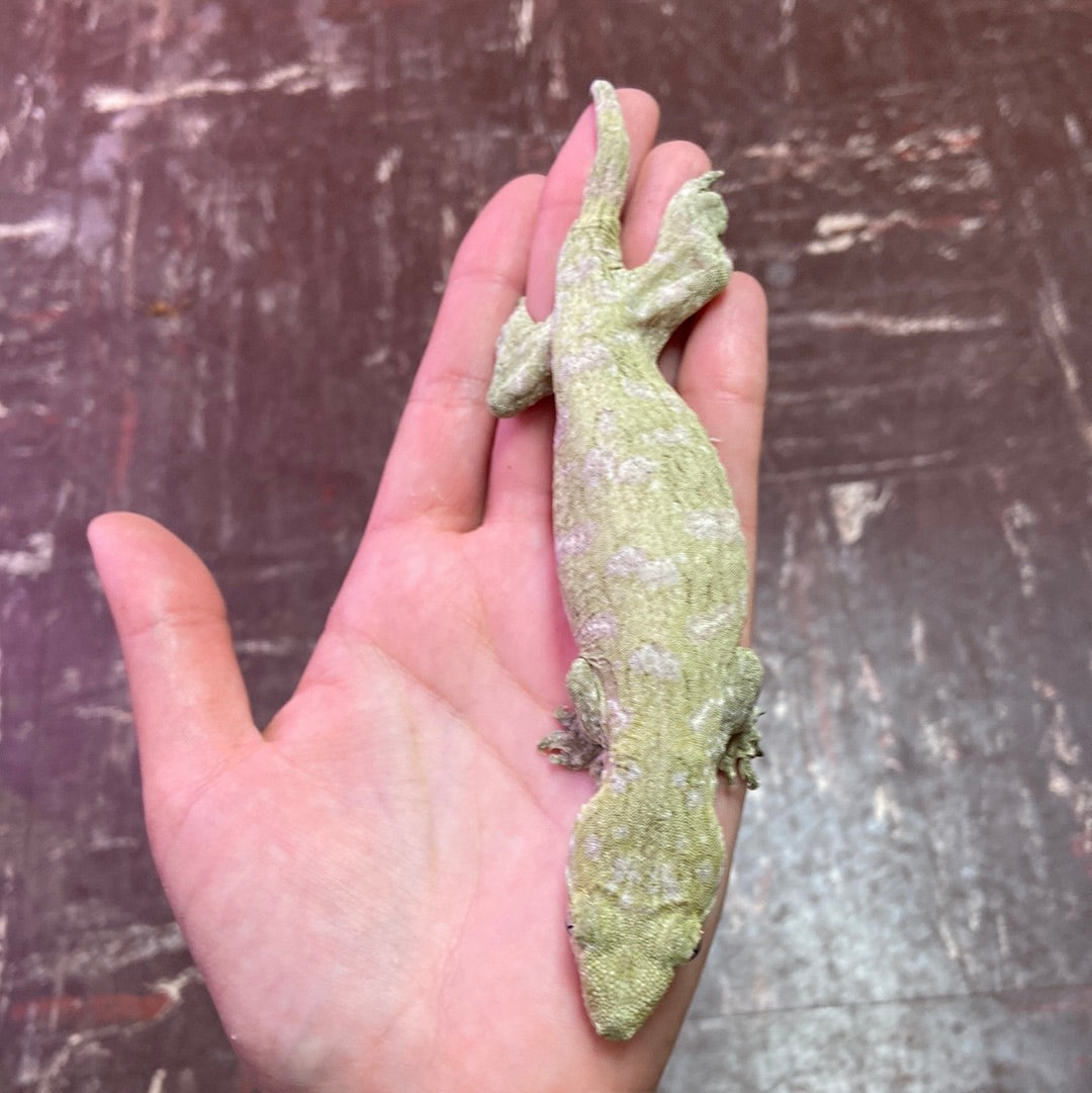 Leachianus Gecko- Prob Female 51723-SF1