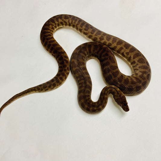 Adult Stimson’s Python -Female