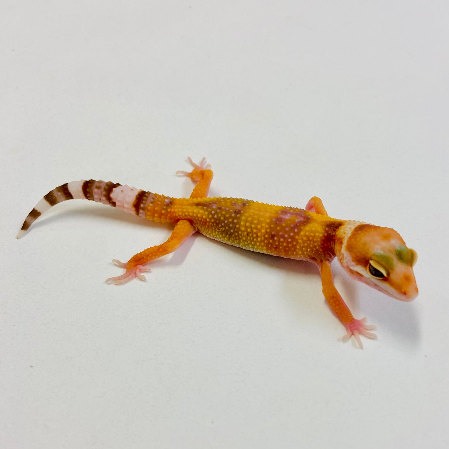 Tangerine Raptor Leopard Gecko- Pos Female #C-B5-60323-1