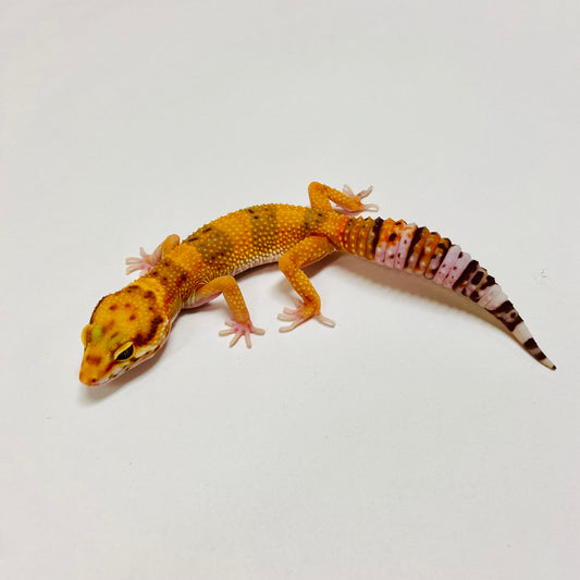 Tremper Tangerine Leopard Gecko Female E-A8-81924-2