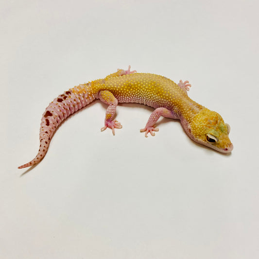 Mack Snow Raptor W/Y Leopard Gecko Female E-F3-82219-1