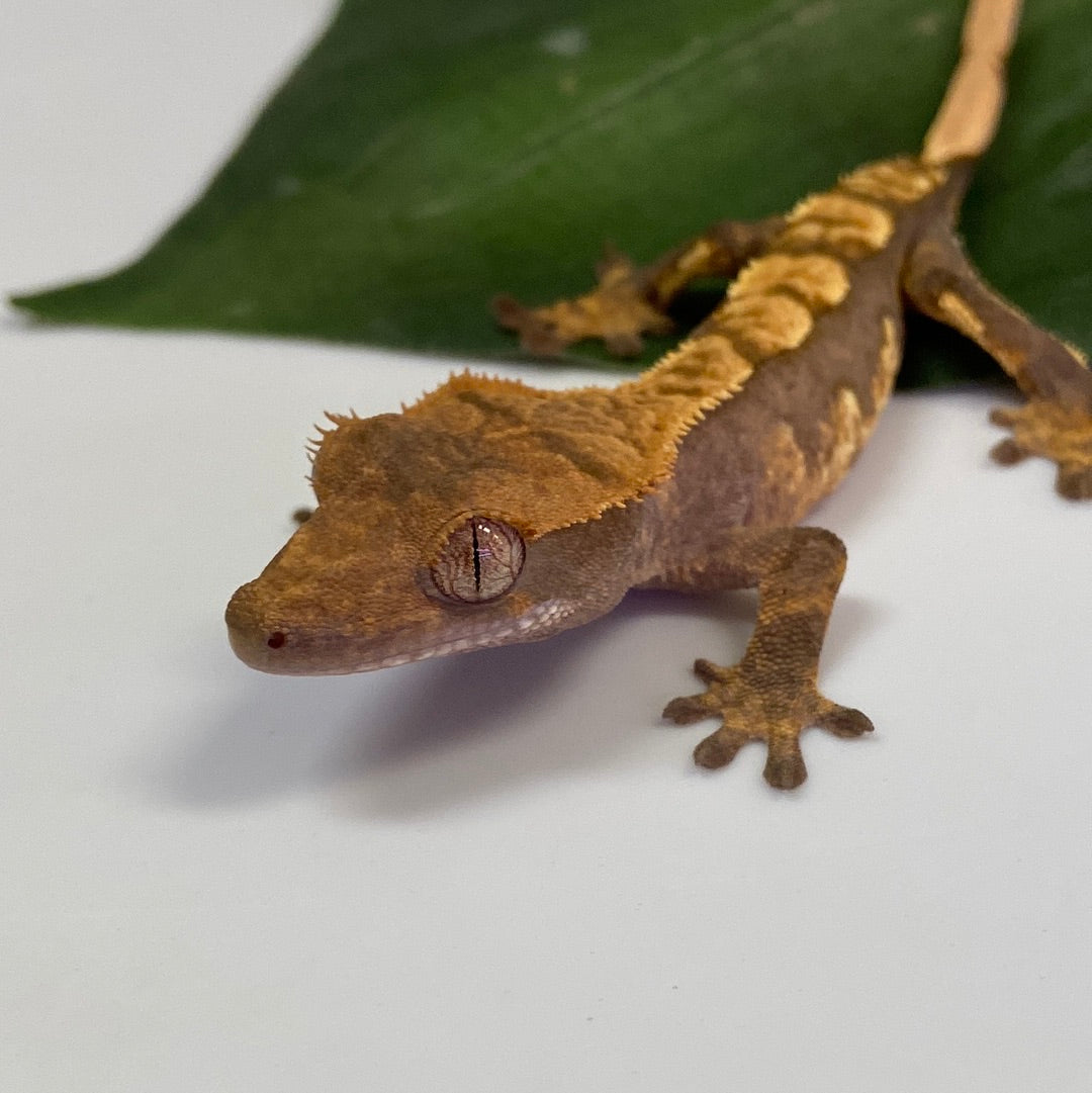 Tri Color Harlequin Crested Gecko- #CGG207