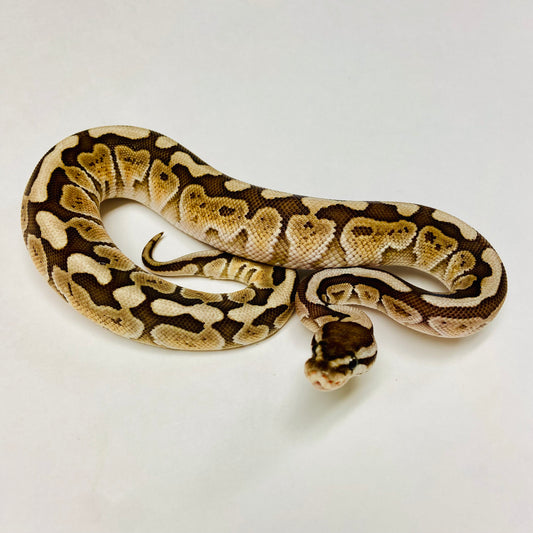 Woma Lesser Ball Python- Male #2023M01