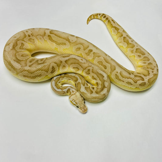 Adult Black Pewter Lesser Cypress Ball Python- Male