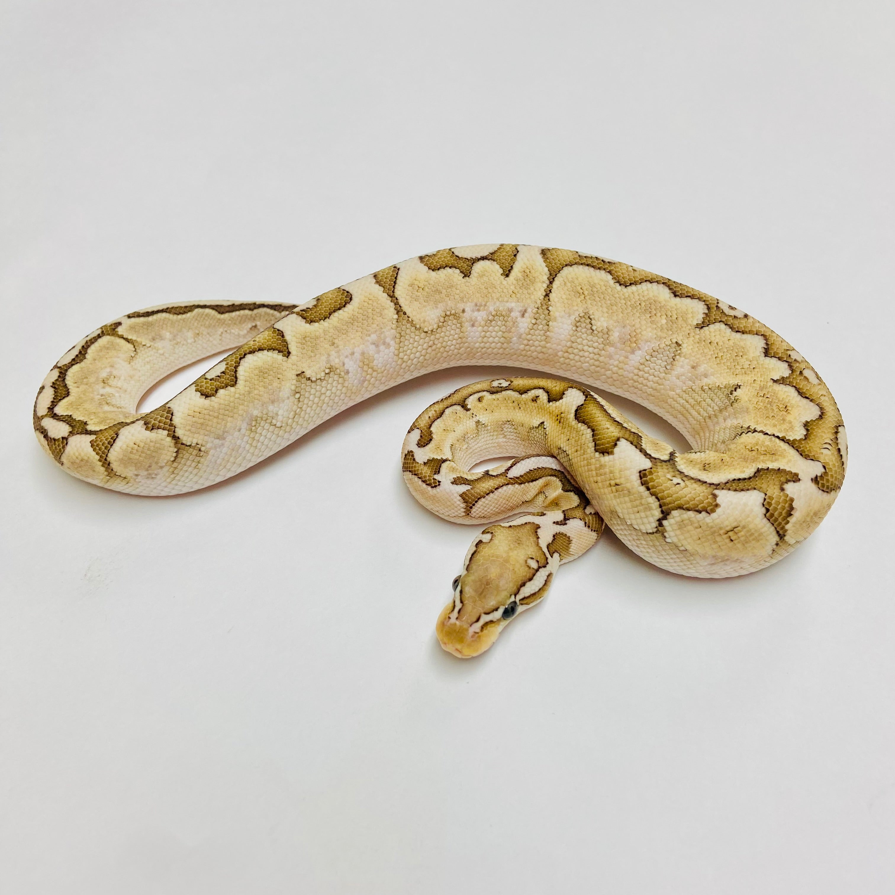 Ball Pythons for Sale at BHB Reptiles - High Quality & Wide Variety in ...