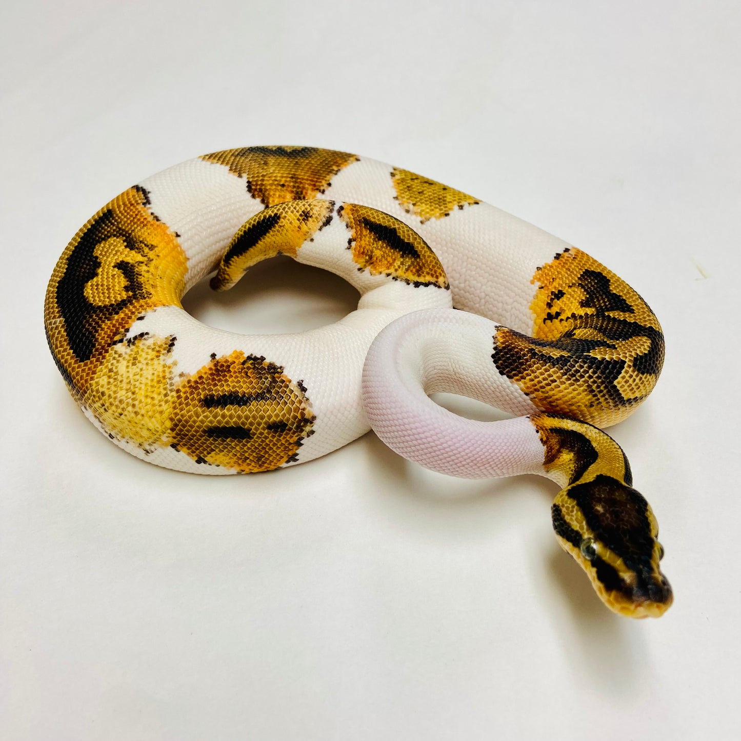 Pied Ball Python- Male #2023M01