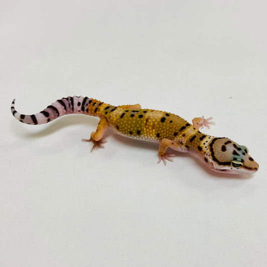 Bandit Tangerine Leopard Gecko- Pos Female #D-C9-61723-1