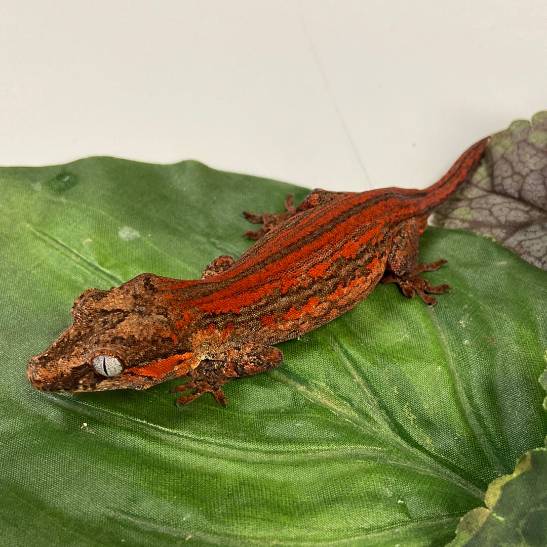 Red/Orange Super Stripe Gargoyle Gecko- Male #LS201