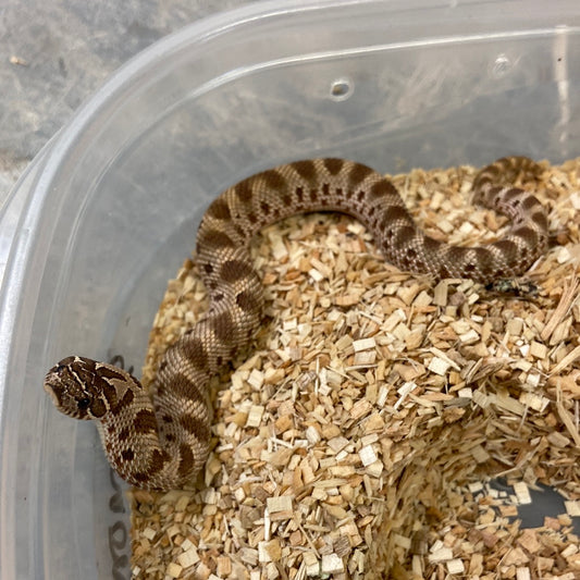Anaconda Het Albino Pos Het Snow Western Hognose #2023F03
