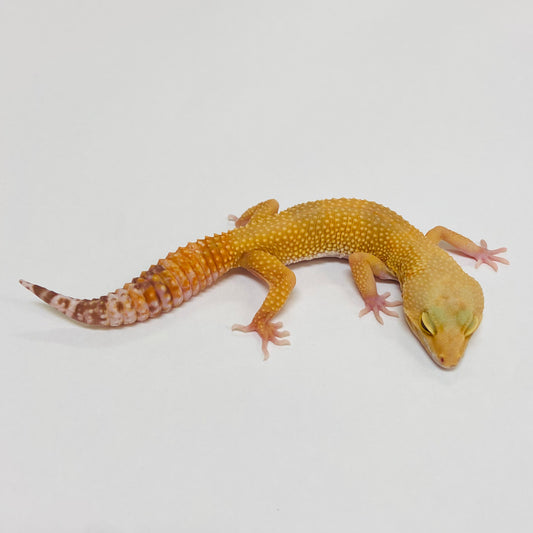 Raptor Leopard Gecko- Female #C-C7-70822-1