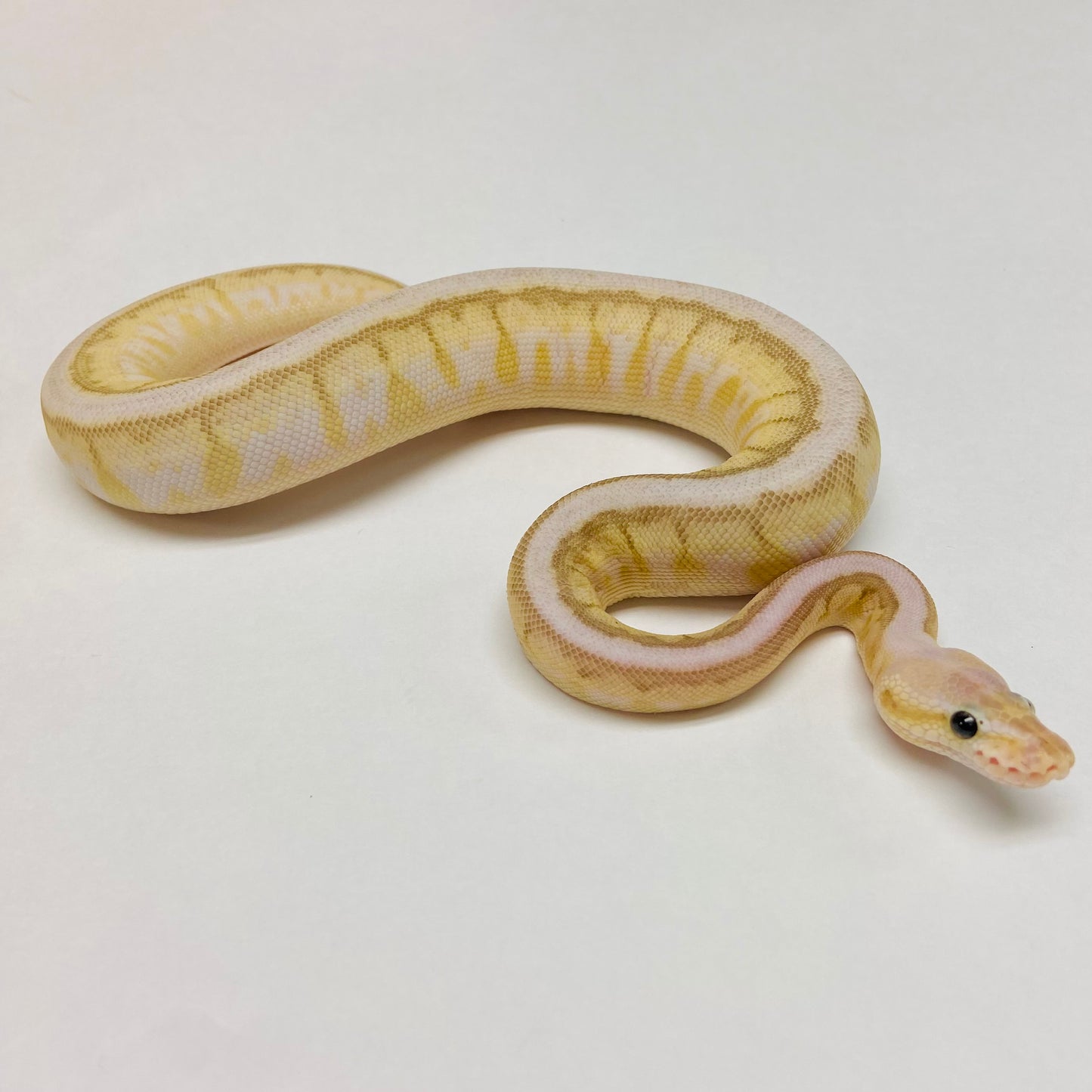 Pastel Lesser Spinner Bongo Ball Python- Female #2023F01