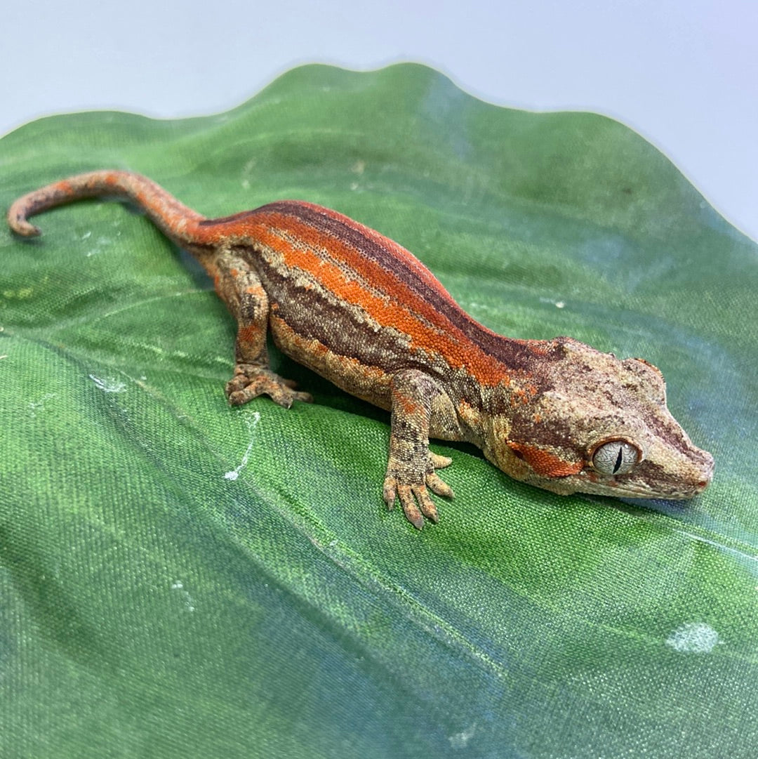 Red/Orange Stripe Gargoyle Gecko Pos Male #JM02