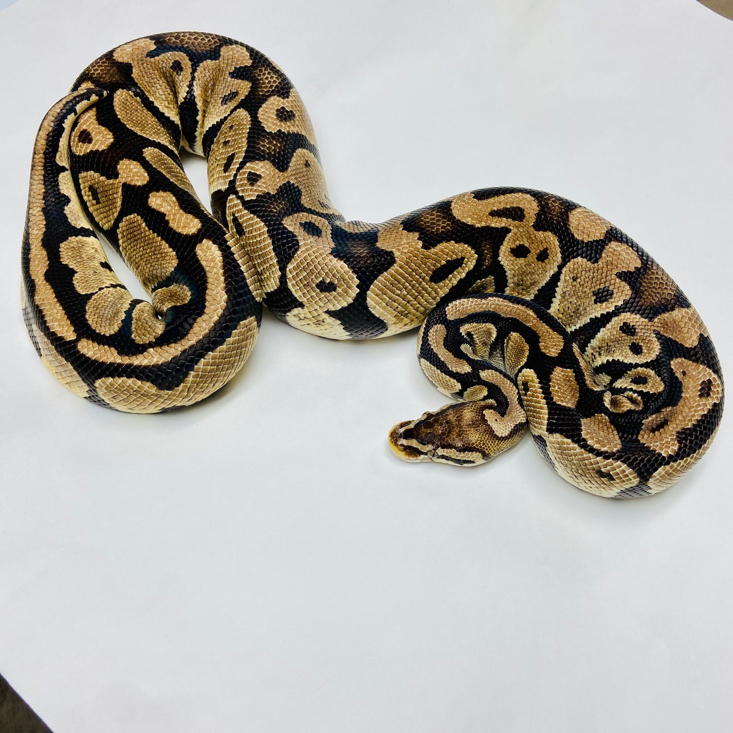 Adult Pastel Het Ghost Ball Python- Female