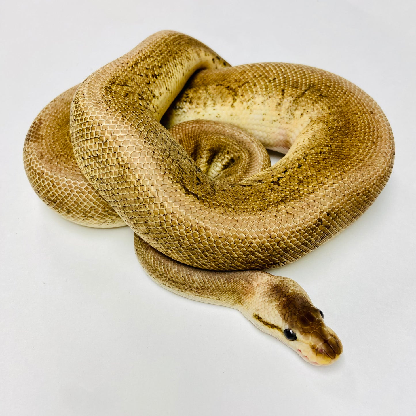 Adult Black Pewter Pinstripe Cypress Ball Python- Male