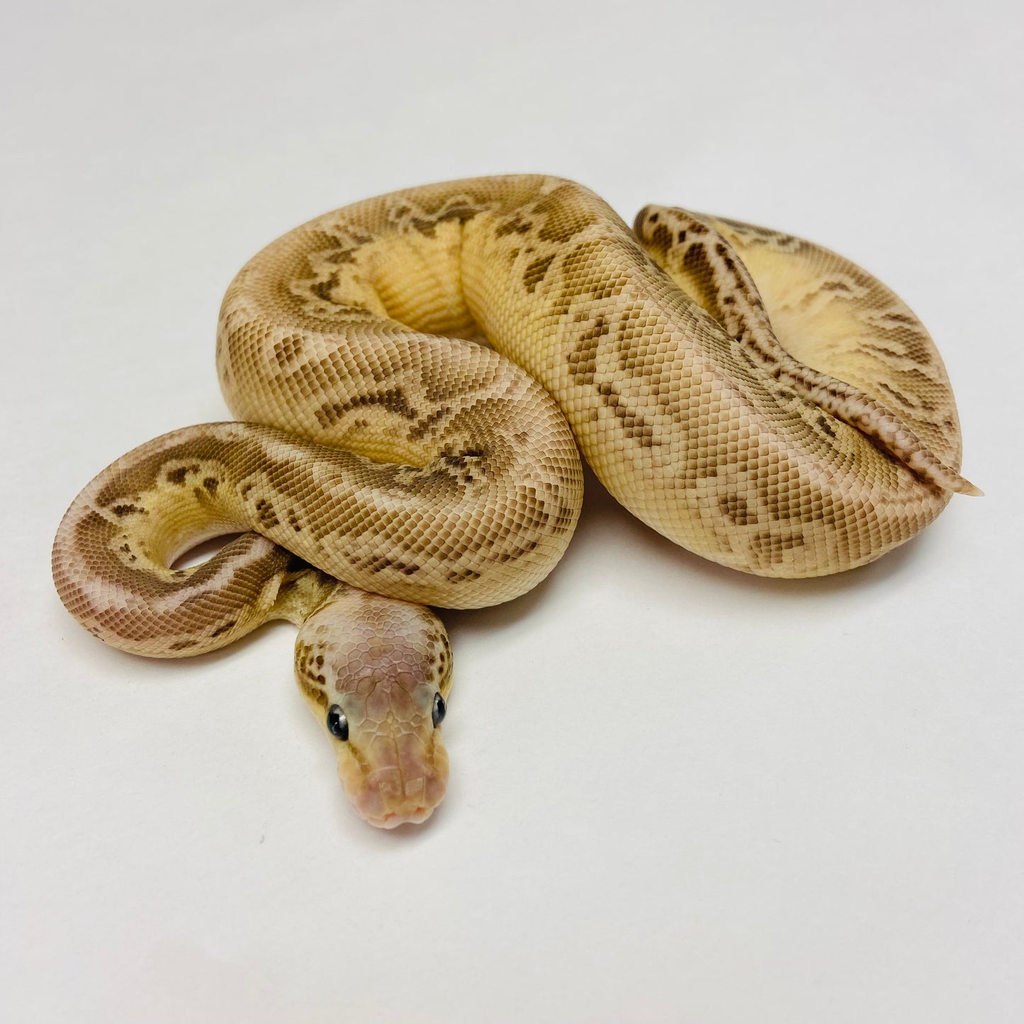 Pastel Lesser Cypress Ball Python- Male #2023M01