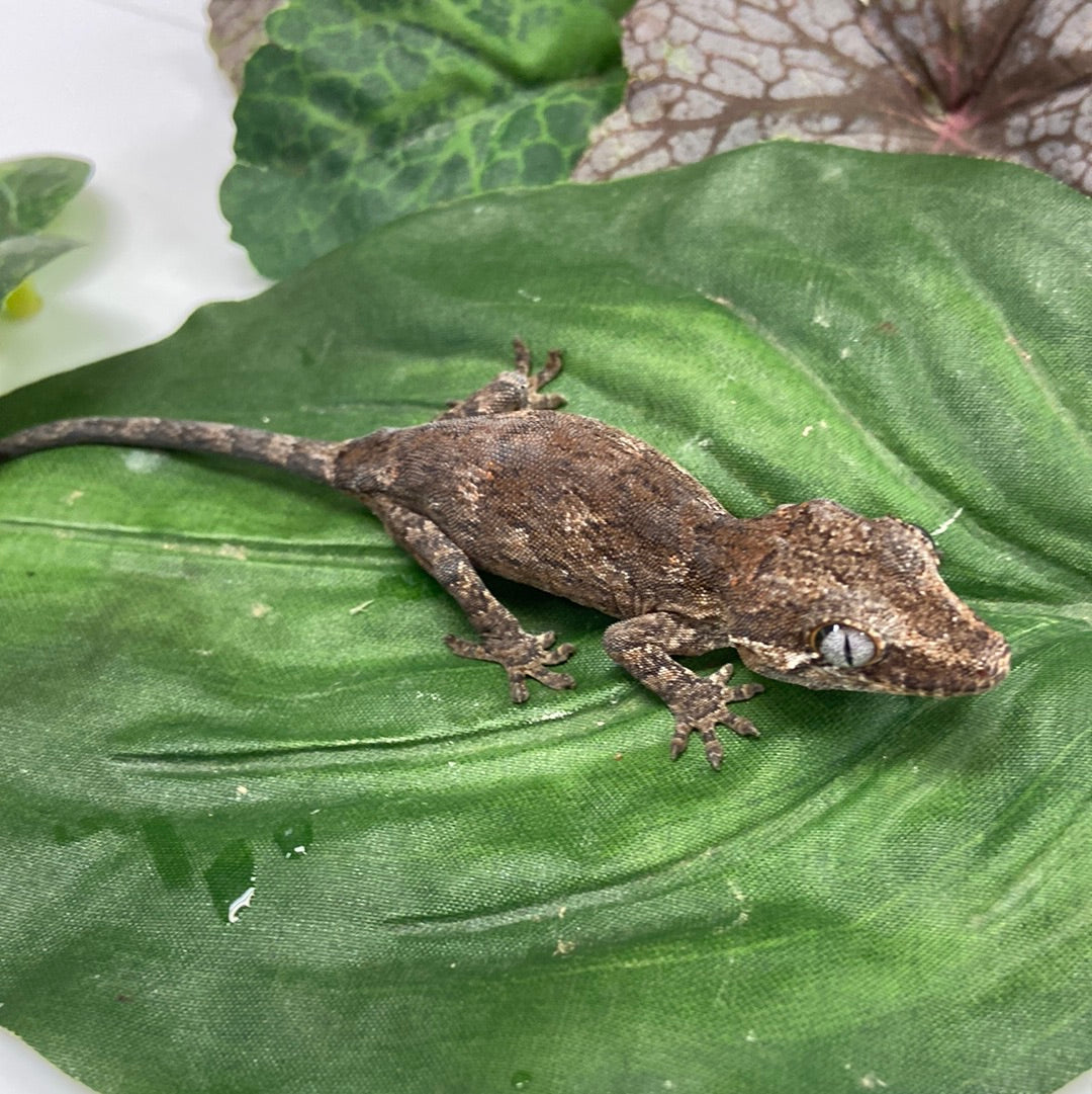 Pos Phantom Eye Reticulated Gargoyle Gecko Prob Female #HBS234