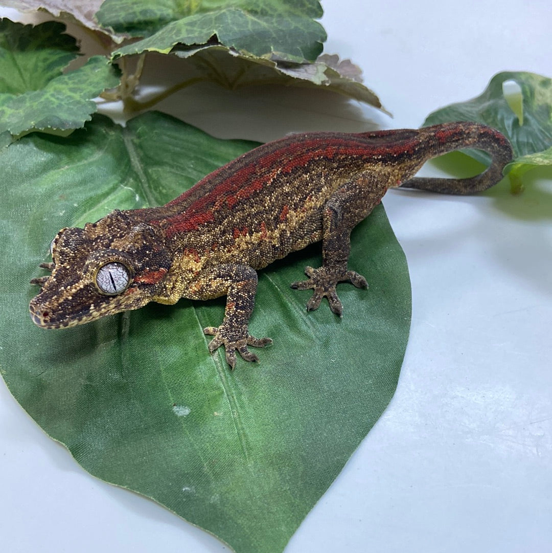 Red Stripe Gargoyle Gecko- 2020 Male #CSN09