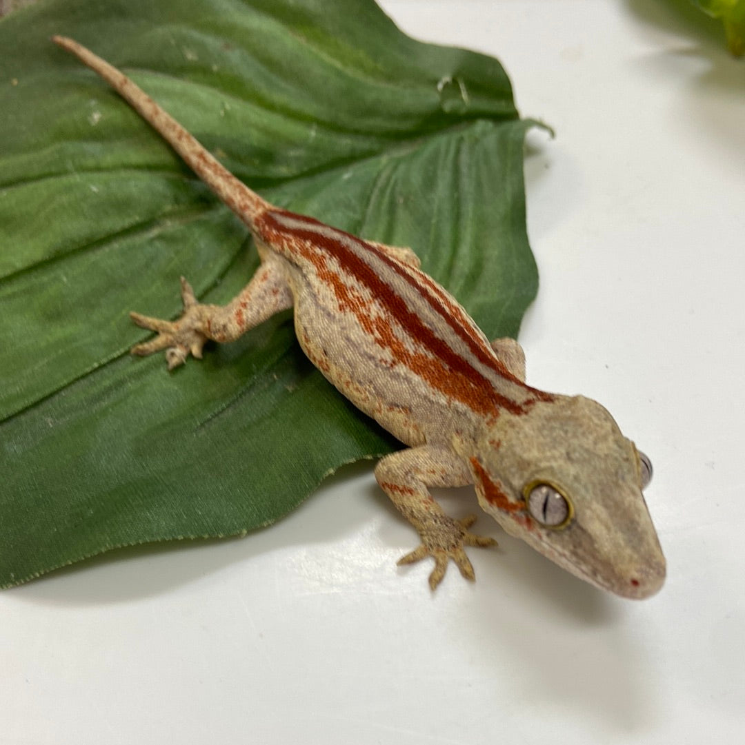 Red/Orange Stripe Gargoyle Gecko- 2023 Pos Female #A602