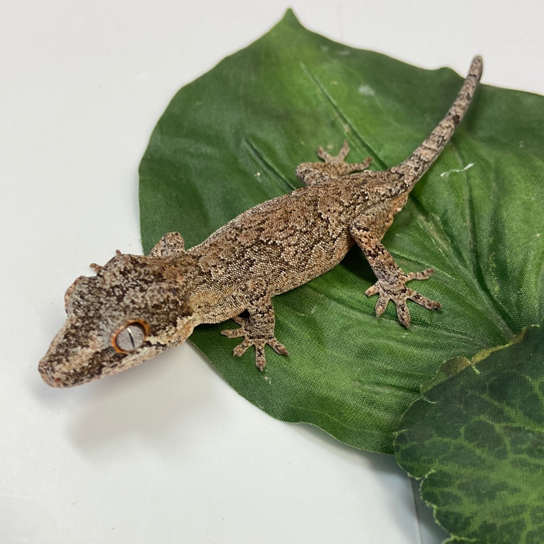 Possible Phantom Eye Reticulated Gargoyle Gecko -Male #HBS06
