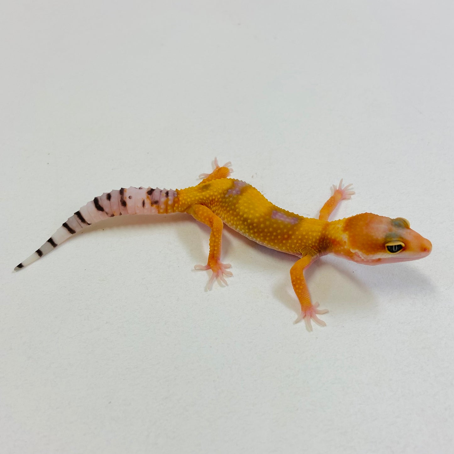 Citrine Leopard Gecko Pos Female #B-C9-62823-1