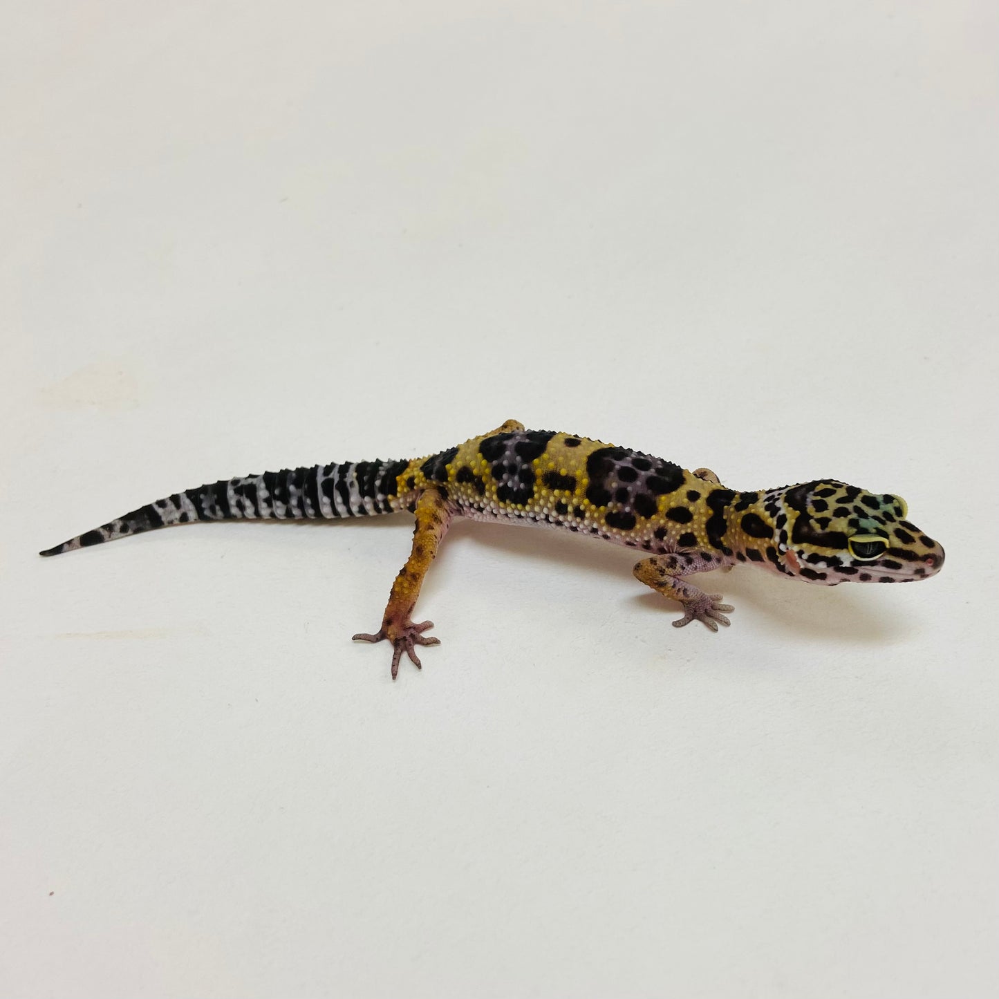 Dark Mack Snow Pos Het Eclipse & Bell Leopard Gecko- Pos Female #D-C6-60723-1