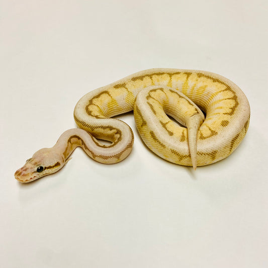 Pastel Lesser Spinner Ball Python- Female #2023F01