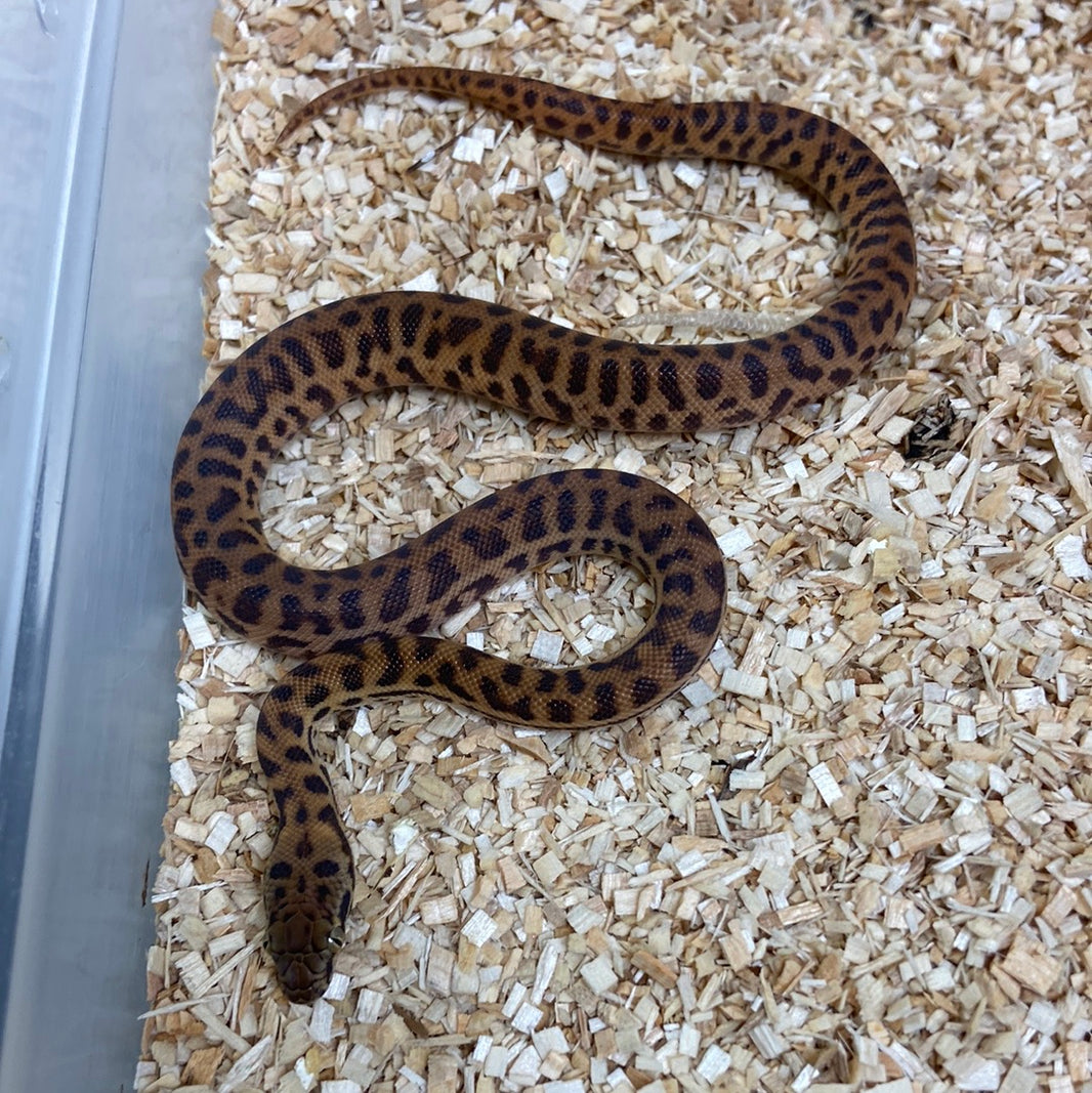 Spotted Pythons – BHB Reptiles