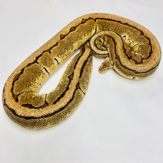 Adult X-treme Lemonblast Ball Python- Female