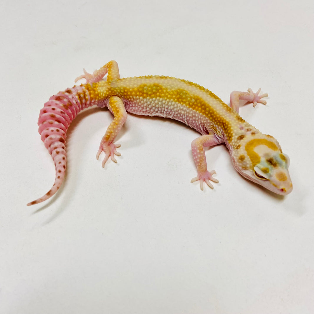 Leopard Geckos for Sale at BHB! Top Quality & Vast Selection in the US
