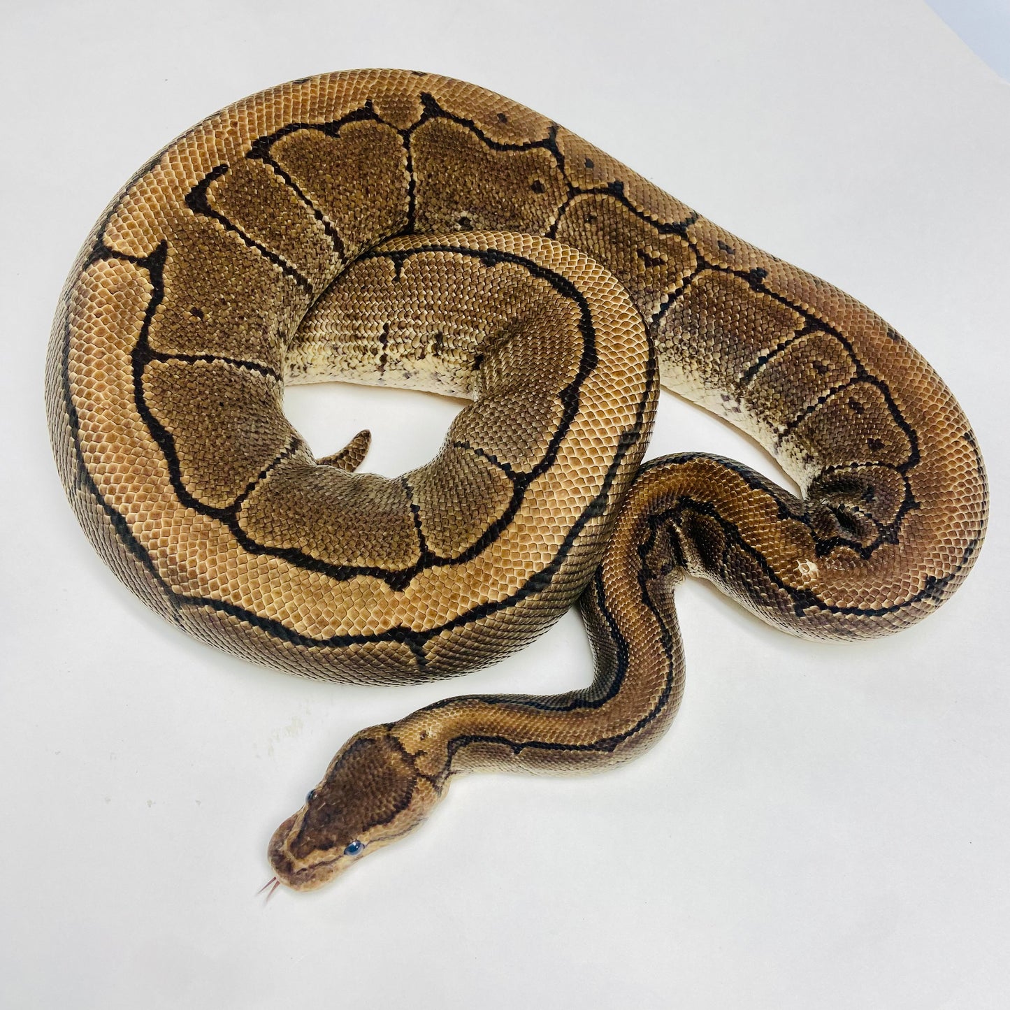 Adult Pinstripe Het Caramel Ball Python- Female