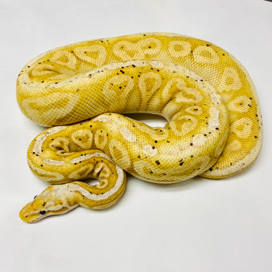 Adult Banana Pewter Ball Python- Female