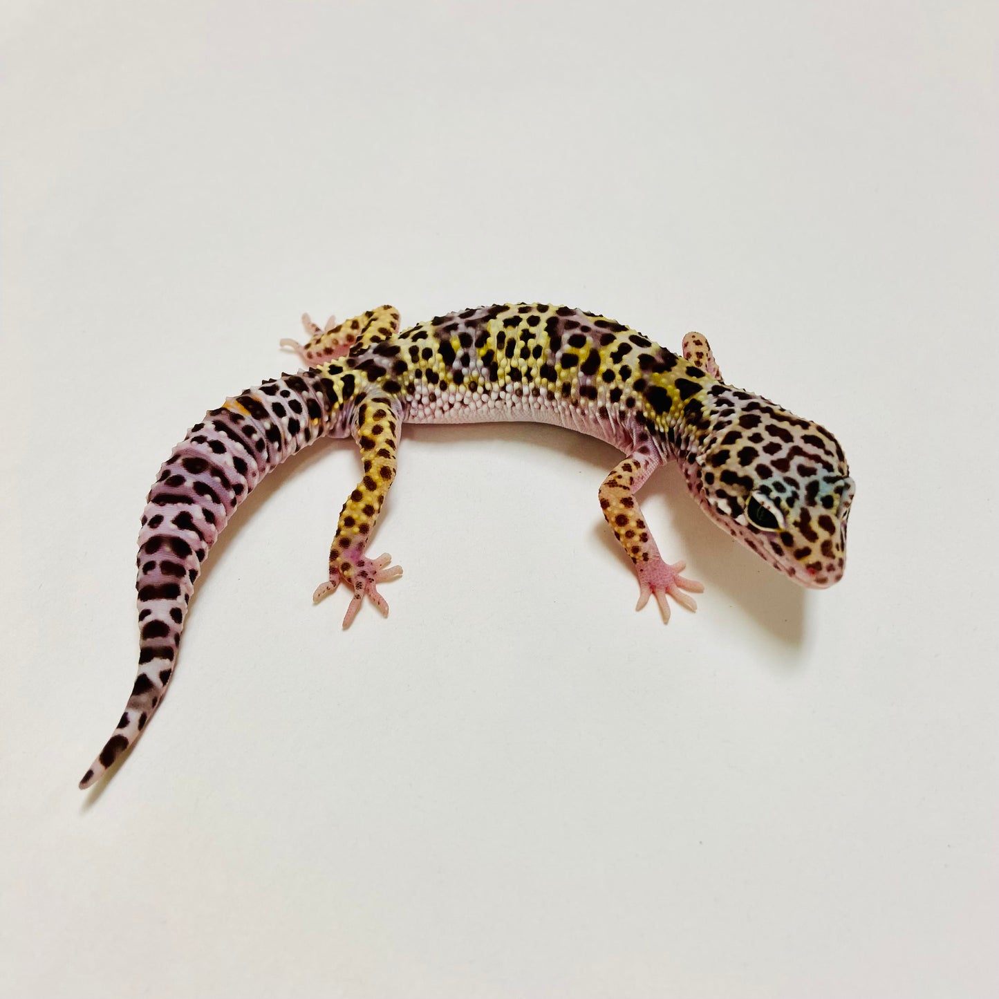 Mack Snow Leopard Gecko Male E-B2-91024-1