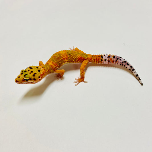 Hypo Tangerine W/Y Leopard Gecko Female E-A4-81924-2