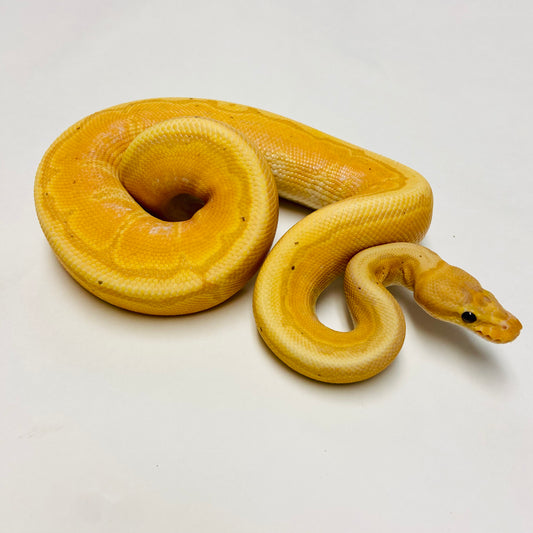 Banana Lori Pinstripe Ball Python- Male #2022M01
