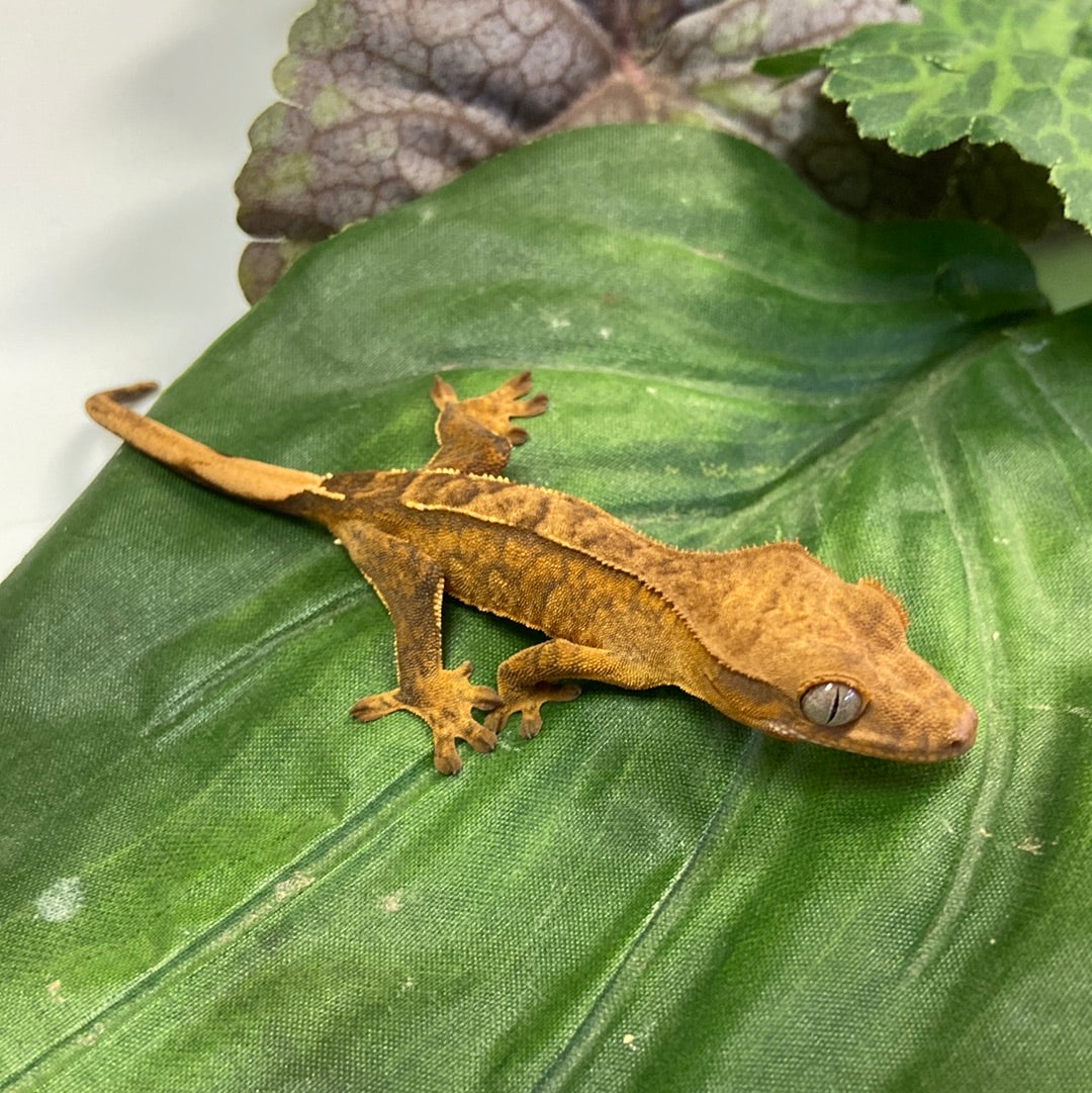 Yellow Tiger Crested Gecko #CGG1