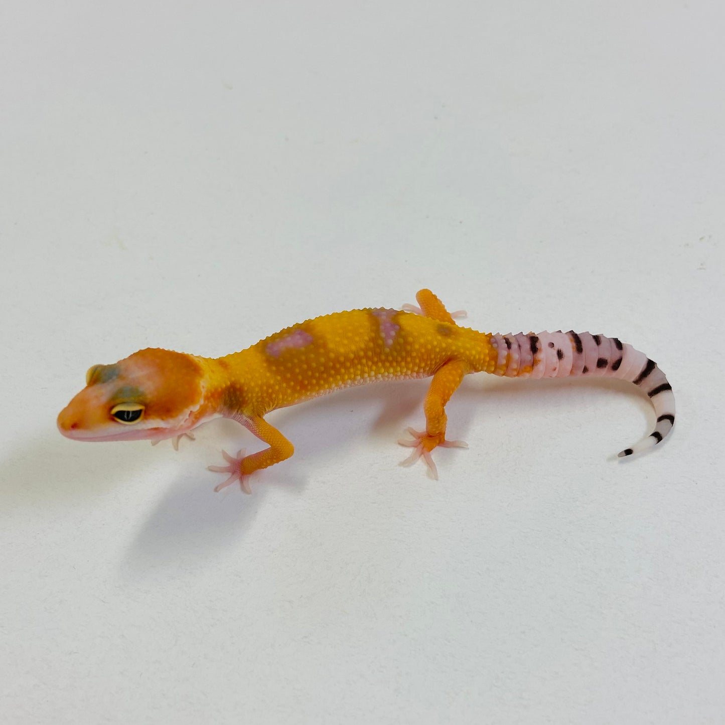 Citrine Leopard Gecko Pos Female #B-C9-62823-1