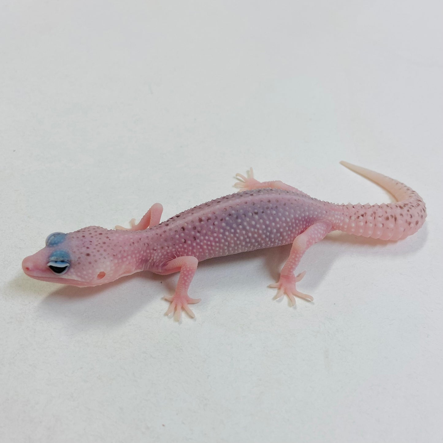 Universe Leopard Gecko Female #C-C7-60323-1