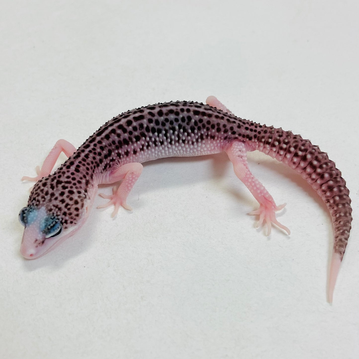 Pied Galaxy Pos Het Tremper Leopard Gecko- Pos Male #C-C7-53123-1