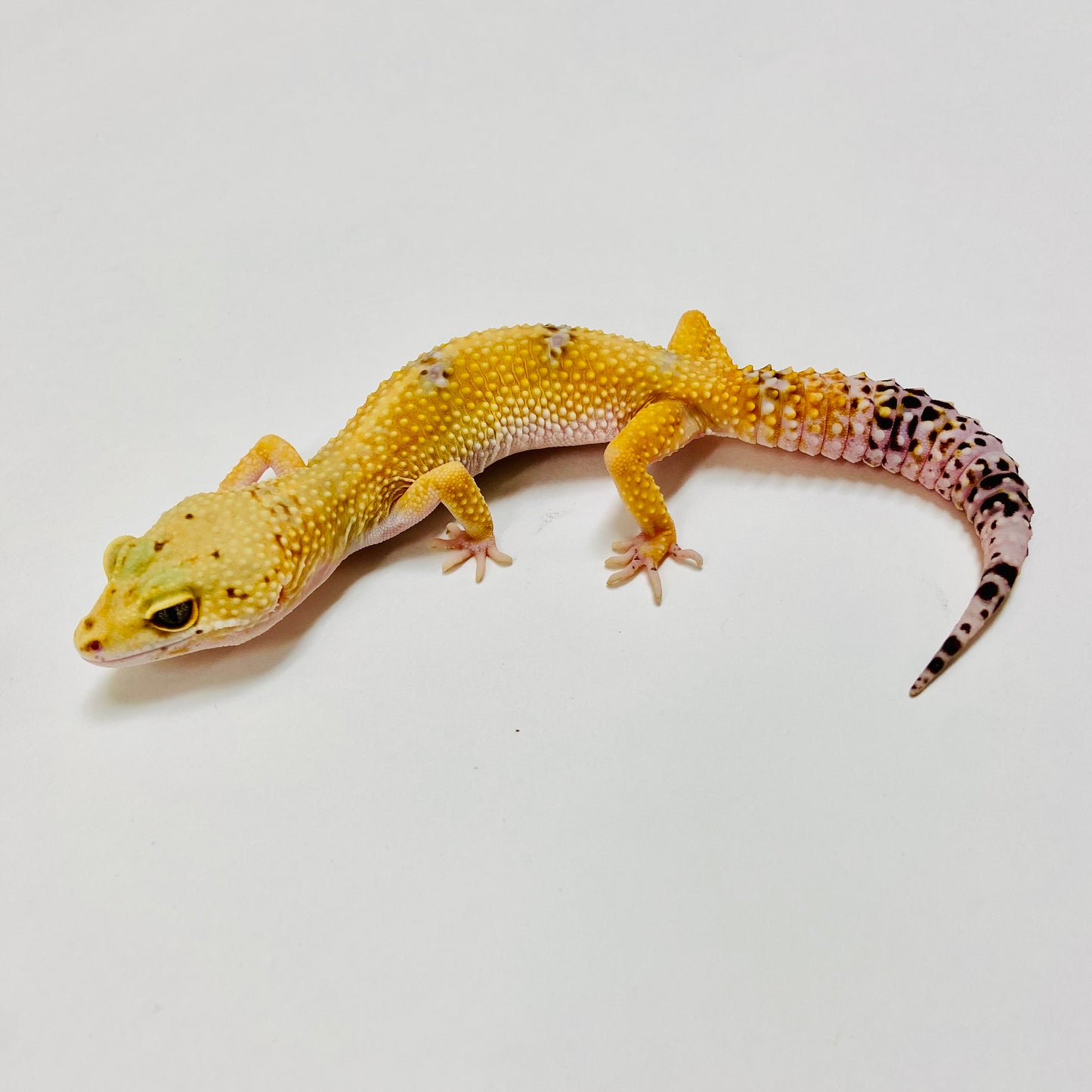 Hypo Tangerine W/Y Leopard Gecko Female E-J8-62320-1